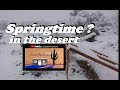 Springtime ? in the desert @ AZ Off-Grid (Unplugged) RV Ranch Homestead