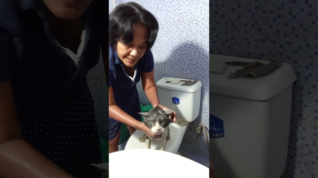 Ganito Magpaligo ng Pusa KC Hindi lahat ng Pusa ay Kayang Paliguan