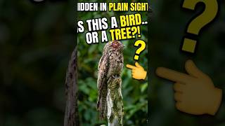 This is NOT a Tree Trunk. Look Closer! 🤯#shorts#nature #animals #mindblowing #potoobird #wildlife