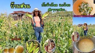 บ้านสวน EP.19 เก็บผักผลไม้จากสวน ทำบวชข้าวโพด ของหวานแตงไทย พาชมสวน ตำถั่วกินข้าวป่าอร่อย #บ้านสวน