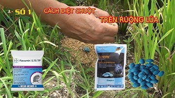 CÁCH DIỆT CHUỘT TRÊN ĐỒNG RUỘNG | THUỐC DIỆT CHUỘT