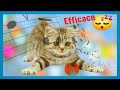 musica rilassante per dormire gatti 🐱 molto efficace 💤 Musica progettata per gatti 2020 ZONARELAX