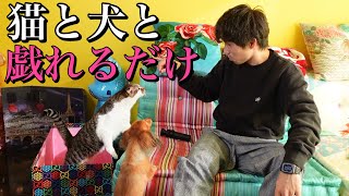 【猫と犬】おかか達と戯れるだけの動画です