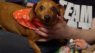 Wiener Dog vs. Trachea - December 2014 BarkBox Unboxing
