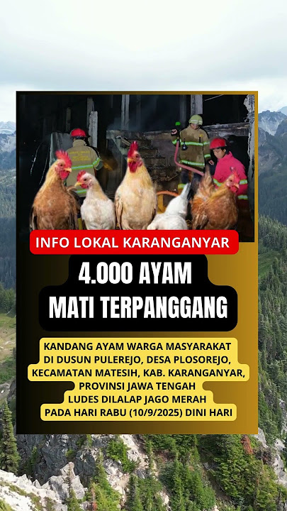 4000 AYAM MATI TERPANGGANG #viral #beritaterkini #trending #news