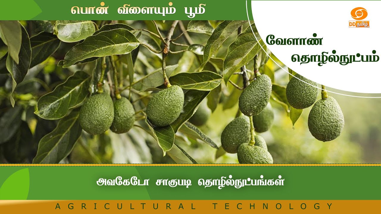 அவகேடோ சாகுபடி தொழில்நுட்பங்கள் | Agriculture Technology