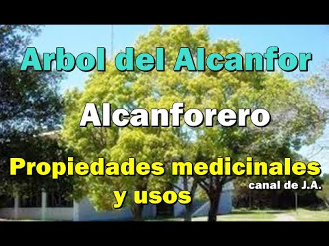 Video: Árbol de alcanfor: descripción, propiedades útiles y aplicación