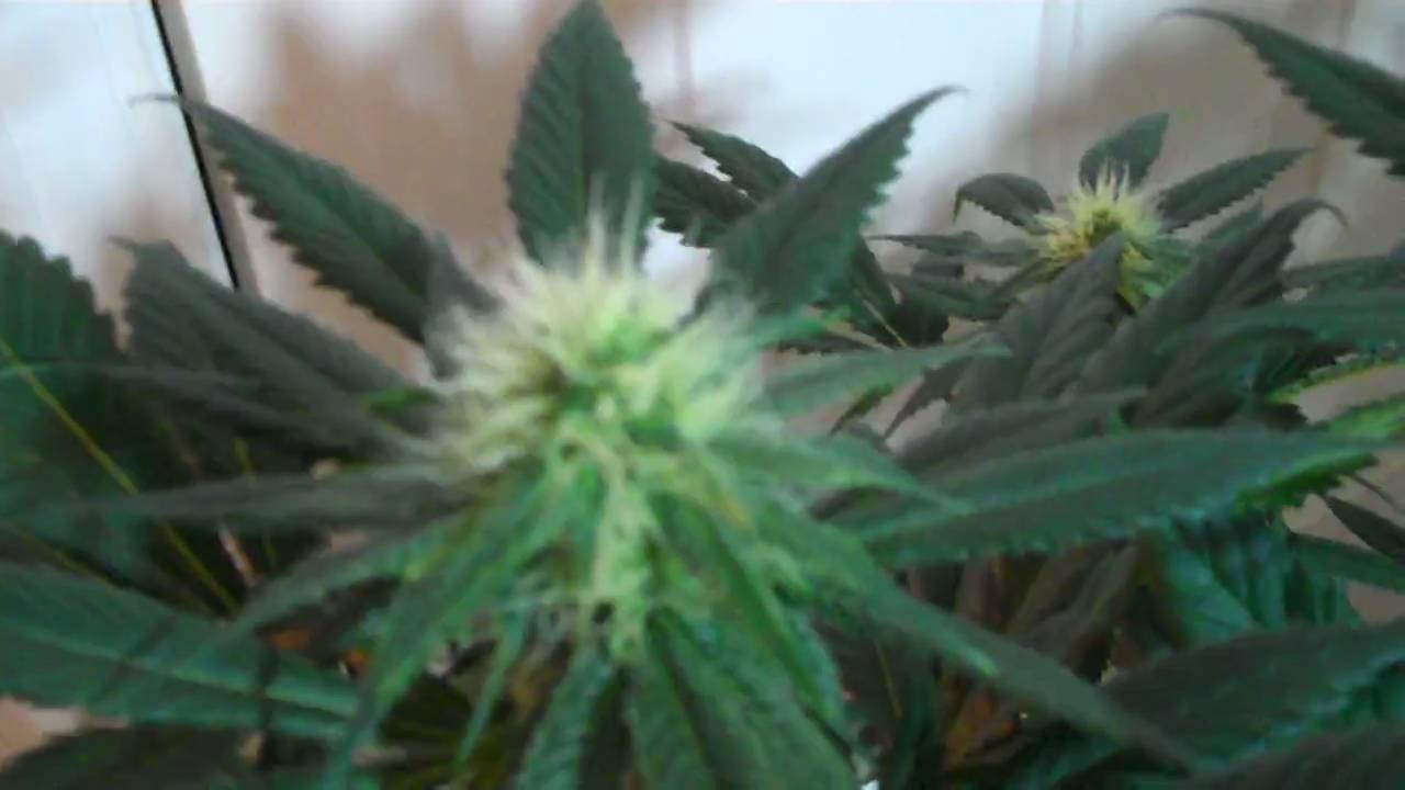 Kings Kush and White Widow beginning of week four in full flower