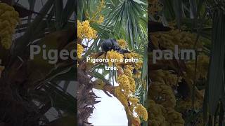 Pigeons on a palm tree. 🌝Park, entertainment, recreation, relaxation, music, weekend.