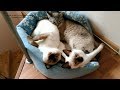 Как тайские котики не хотели вставать утром! Тайские кошки   это чудо! Funny Cats