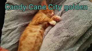 Candy Cane City Golden