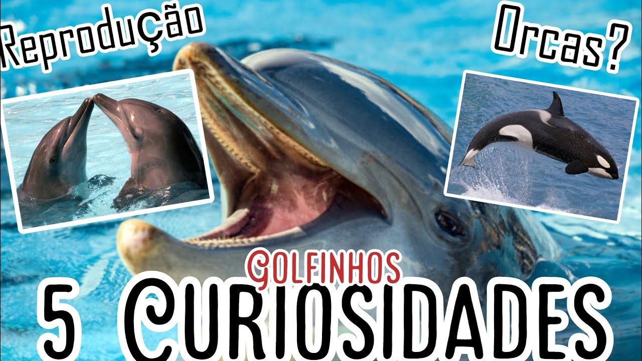 o que os golfinhos comem? - 5 curiosidades sobre os golfinhos. - YouTube
