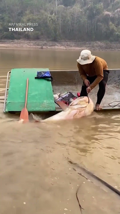 That's a real catch! Angler struggles to haul 297-pound fish into boat #Shorts