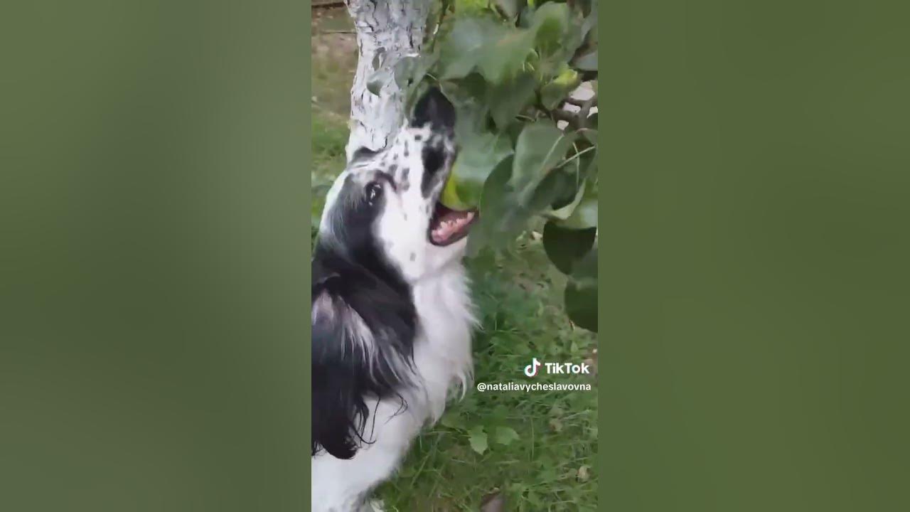 Висит груша - нельзя скушать...))) #como #like - YouTube