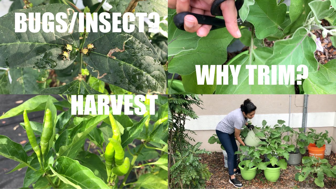 Garden Tips & Tour Keep Bugs Away from the Plants More Vegetables Video