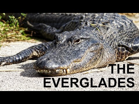 The Everglades National Park in One Day: What We Did!