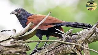 Suara pikat burung Bubut / But but burung yg punya banyak khasiat