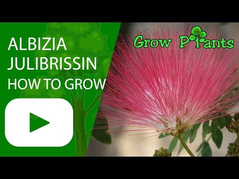 Video: Albizia Silk Trees - Thông tin về Cách Trồng Cây Tơ