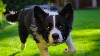 Border Collie vs.  Australian Cattle Dog: Temperament Differences