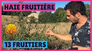 Quels fruitiers planter dans les HAIES FRUITIERES ? 13 Fruitiers que j'ai planté dans mes Haie !