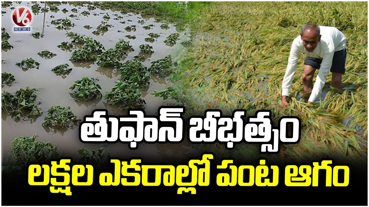 Crops Damaged In Telangana In Lakhs Of Acres Due To Heavy Rains | V6 ...