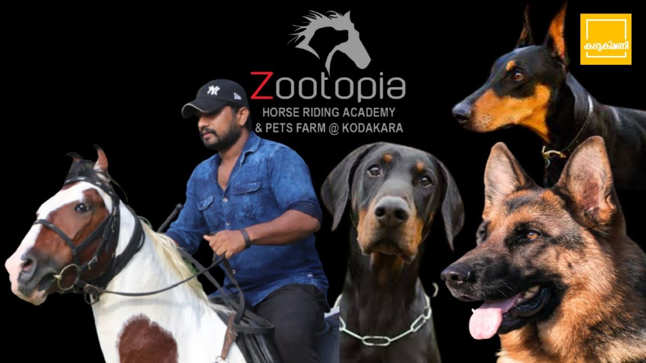 Dog farm malayalam / kerala pet farms/dog kennel in kerala/ Horse Riding Farm in kerala / Rottweiler