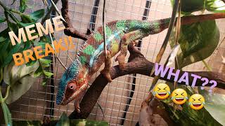 BEARDED DRAGON TAIL AMPUTATION (SPECIAL NEEDS DRAGON)