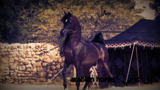 جمال الخيل العربي الاصيل | حالات واتس 💚❤ الحصان العربي الاصيل