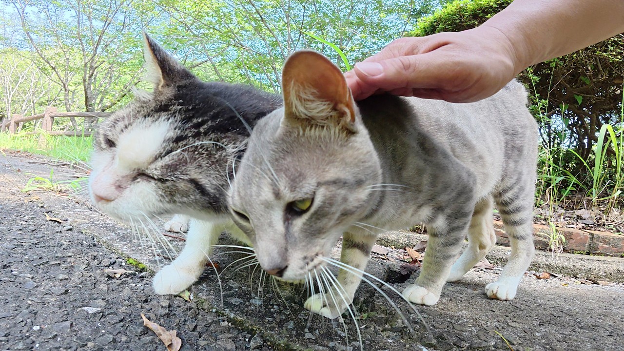 キジシロママと遊んでいると、子供猫達もモフられに出てきた