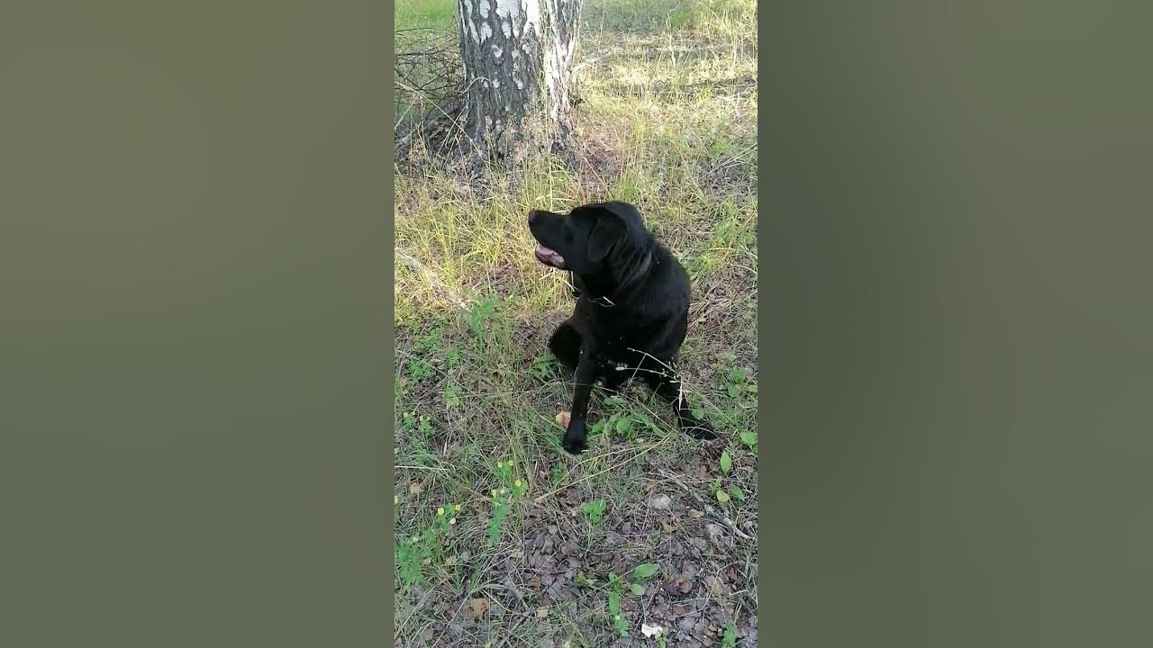 собака барон - YouTube