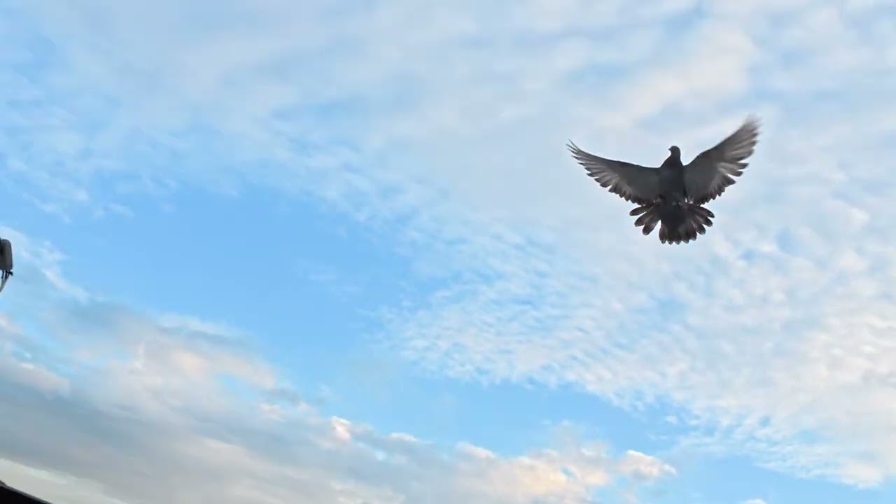 SUSAMİ YAVRU KALKIŞ