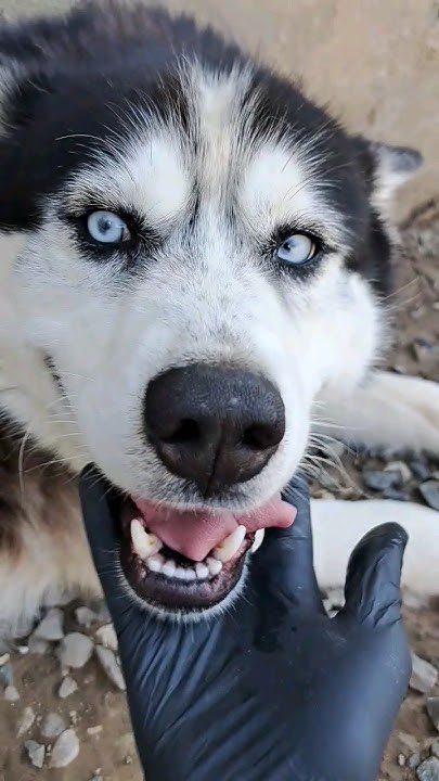 #husky #собака #сибирскийхаски #хаскироссии #хаски #siberianhusky # ...