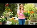 Home & Garden - Gerbera Daisies 101 with Shirley Bovshow - Hallmark Channel