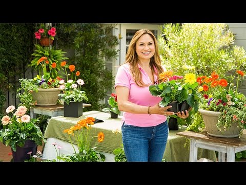 Video: Gerbera soba: fotografija, uzgoj i njega kod kuće