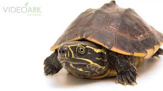 A Mekong Snail-Eating Turtle Malayemys Subtrijuga In Cambodia.