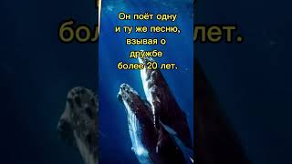 Самый одинокий кит 😢