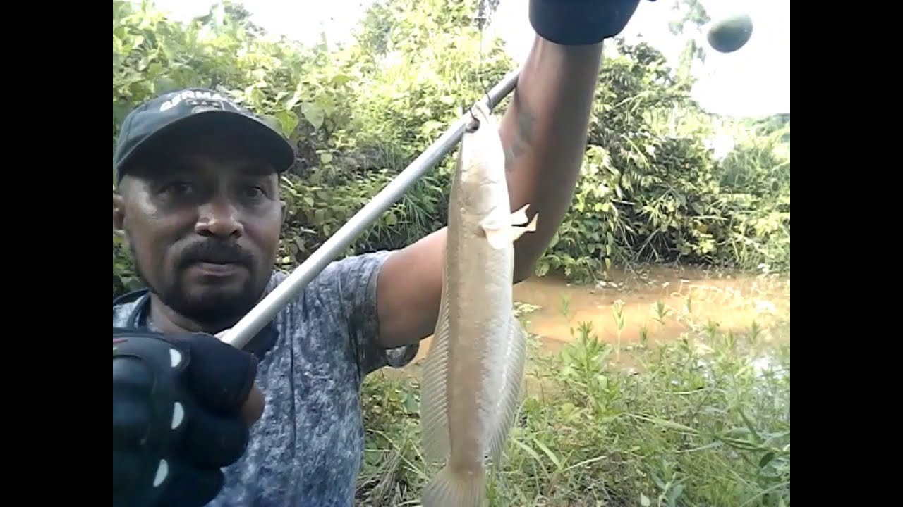 Ikan gabus putih spot pingiran jalan keramat banyak semutnya