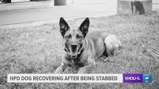 Houston police dog out of surgery, recovering after being stabbed during robbery call