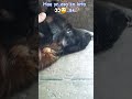 #gsds #germanshepherd #viral #trending #shortsfeed #dailyshorts #petshub #comedy #dog #pets #funny