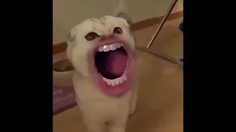 Silly Cats with Human Mouths