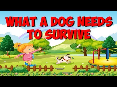 What a Dog Needs to Stay Alive