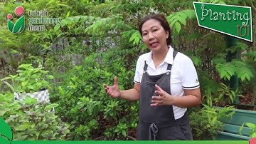 Grow a Potted Calamansi that Yields a Lot of Fruits