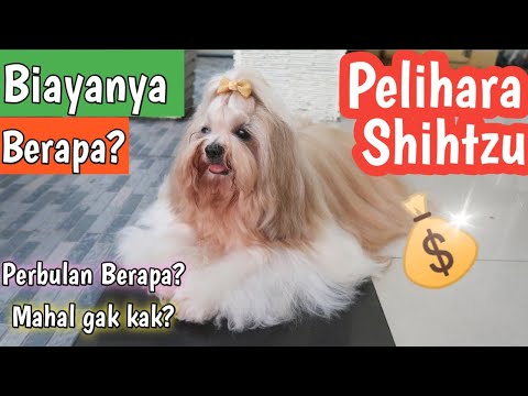 Video: Berapa kali sehari perlu tahi shih tzu?