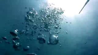 Fish Id. Cornet Fish