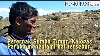 Pakan Berkurang, Ternak di Sumba Timur, Mati Satu Per Satu. Lihat Videonya