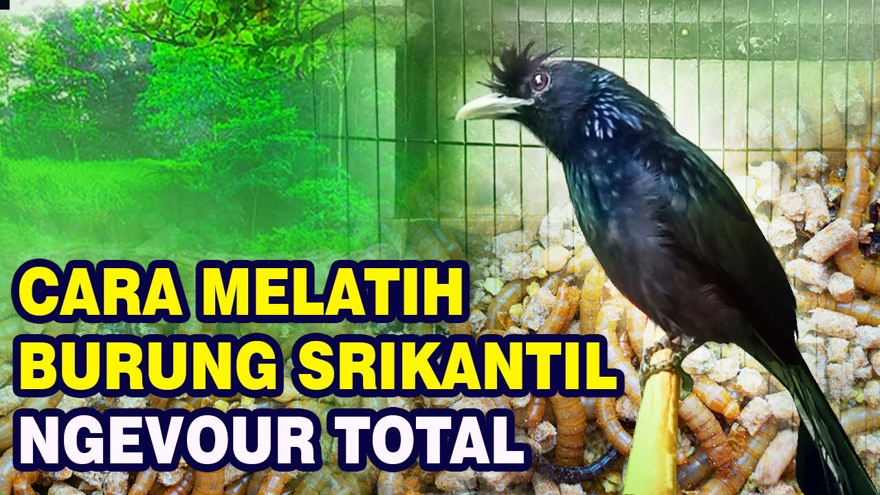 cara ampuh melatih burung Srikantil atau srigunting antena untuk makan vour atau sentrat