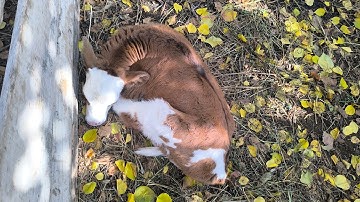 We will see the calf and the goat until the end GOAT, CALF, COW