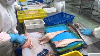 Cod Fillet H&G to Fillet