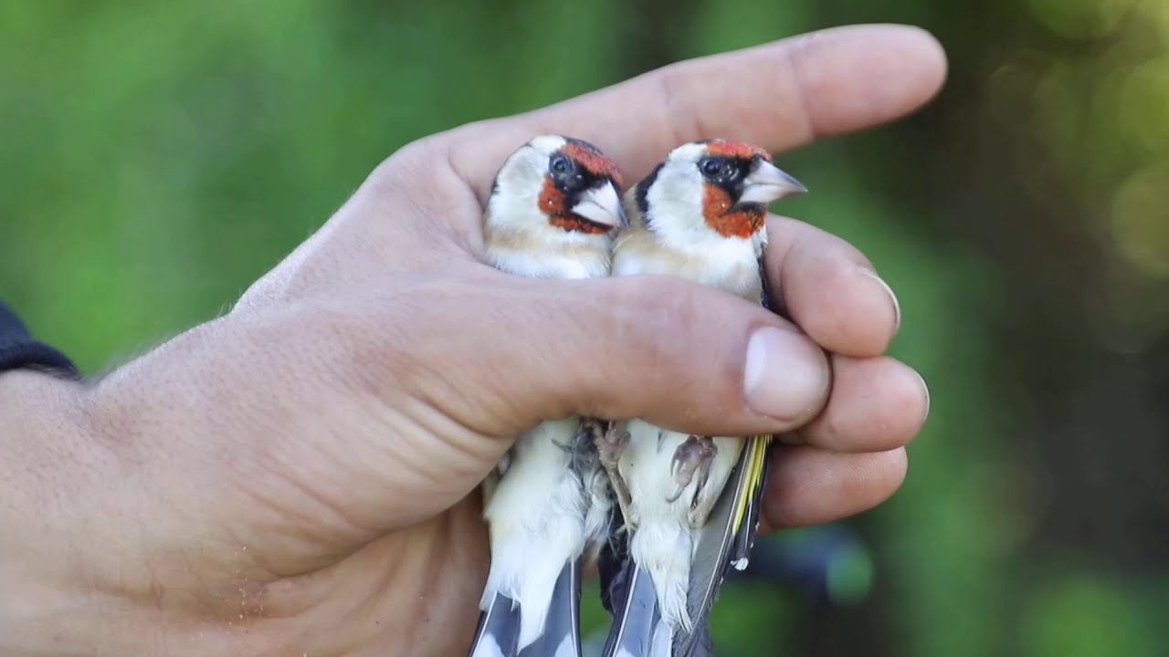 صيد طائر الحسون في المغرب بالدبق أو اللصق أجمل صيد Caza de jilgueros