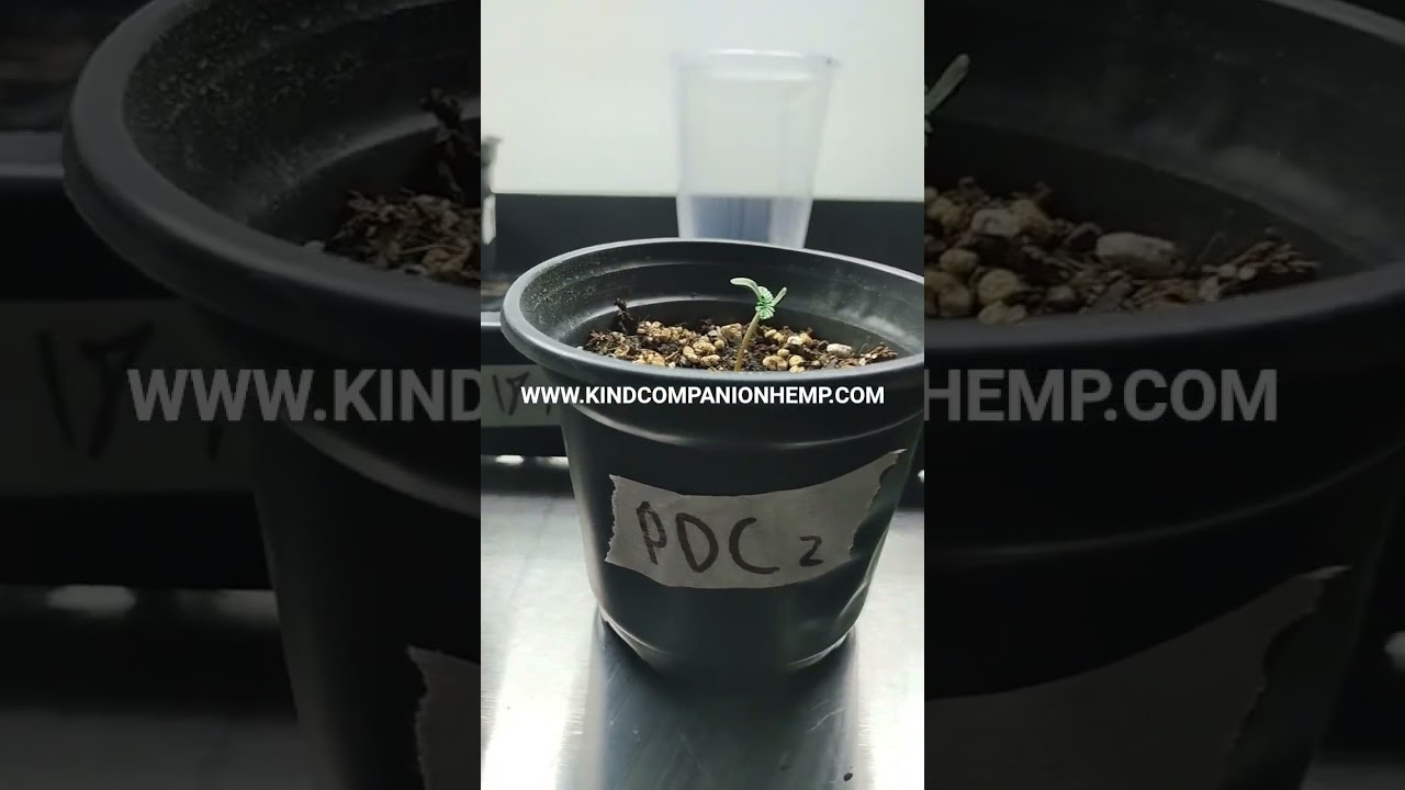 3x Pineapple Double Cookies by High Alpine Genetics Day 5 From Seed